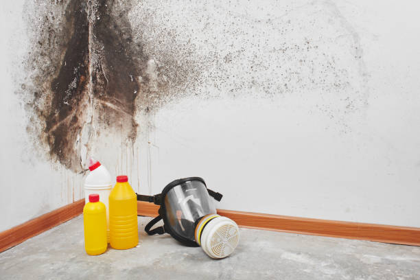 Best Crawl Space Mold Remediation in Whitehall, MI