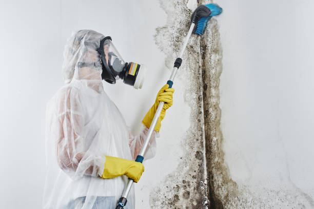 Professional Mold Remediation in Whitehall, MI