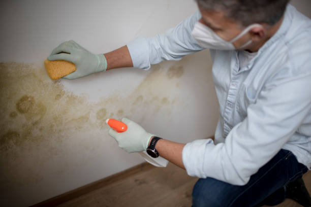 Best Attic Mold Remediation in Whitehall, MI