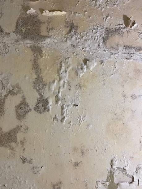 Best DIY Mold Remediation Support Services in Whitehall, MI