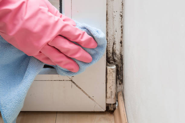 Best HVAC Mold Remediation in Whitehall, MI